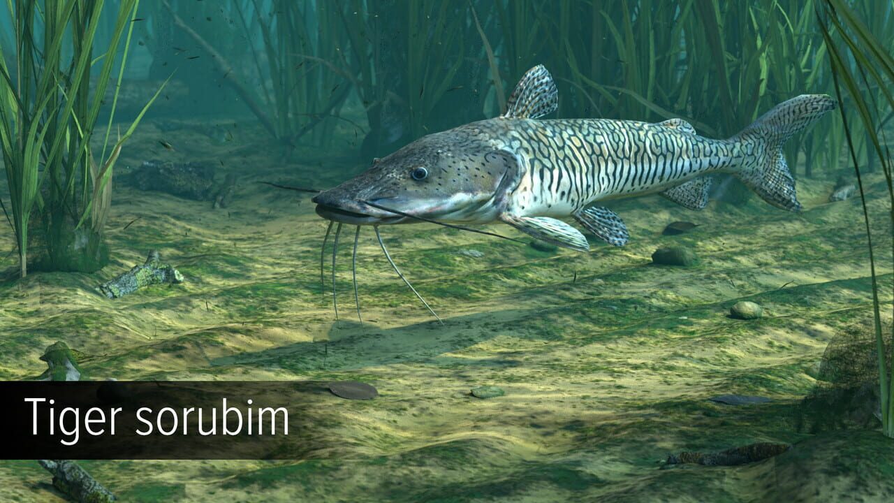 Ultimate Fishing Simulator: Amazon River DLC Image