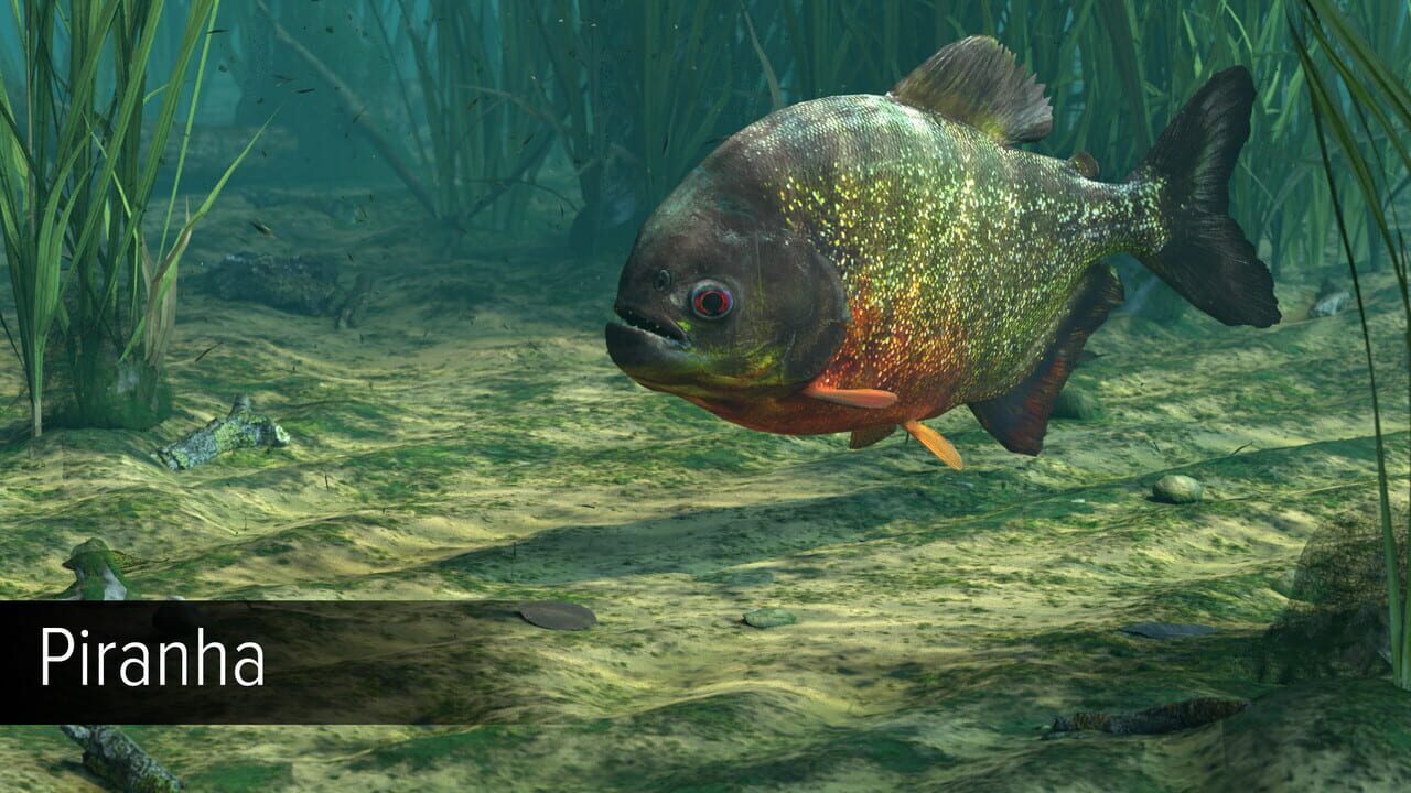 Ultimate Fishing Simulator: Amazon River DLC Image