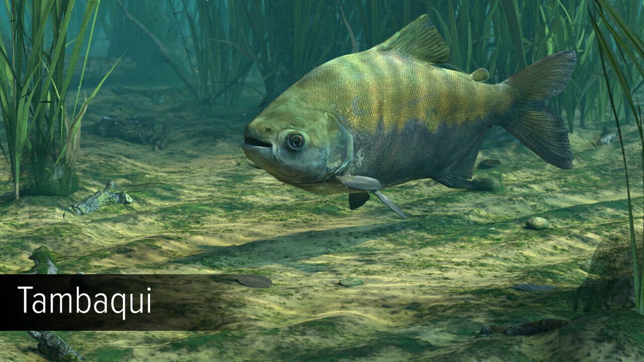 Ultimate Fishing Simulator: Amazon River DLC Image