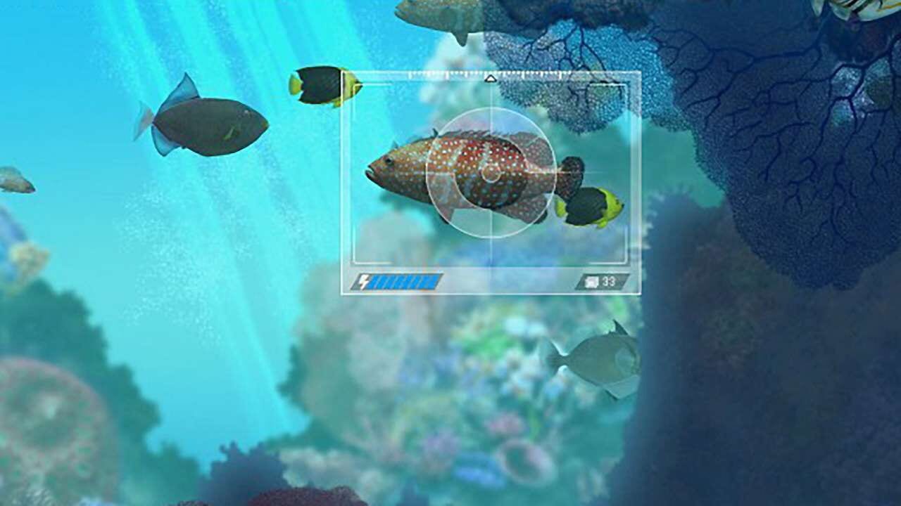 Caribbean Sea Fishes Image