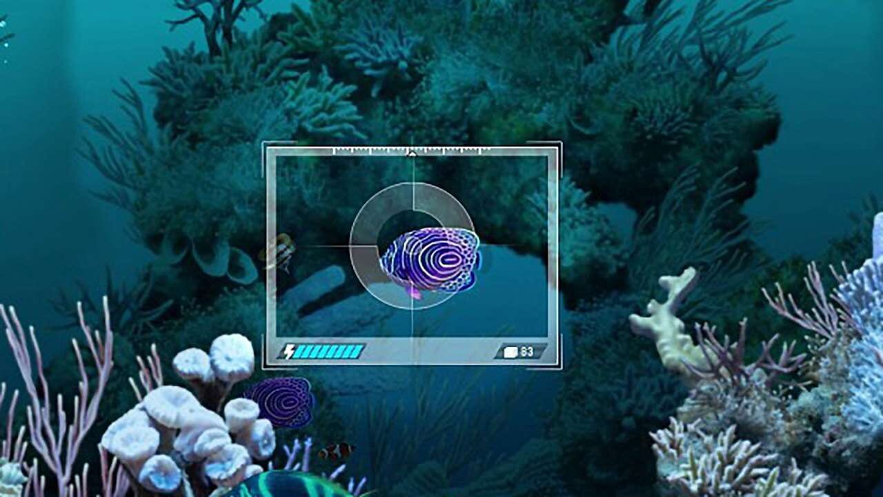 Caribbean Sea Fishes Image