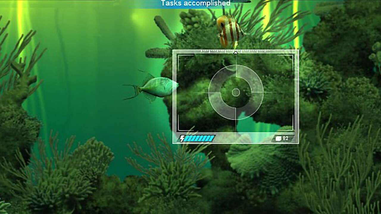 Caribbean Sea Fishes Image