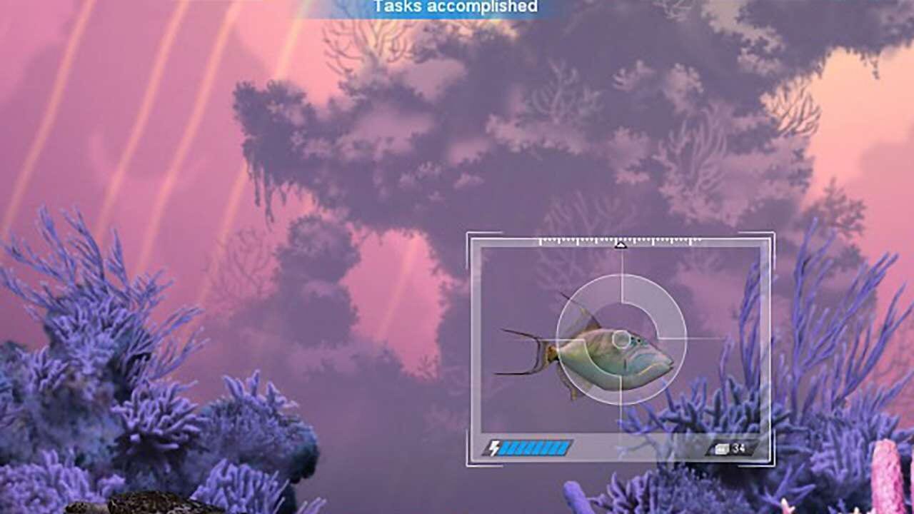 Caribbean Sea Fishes Image