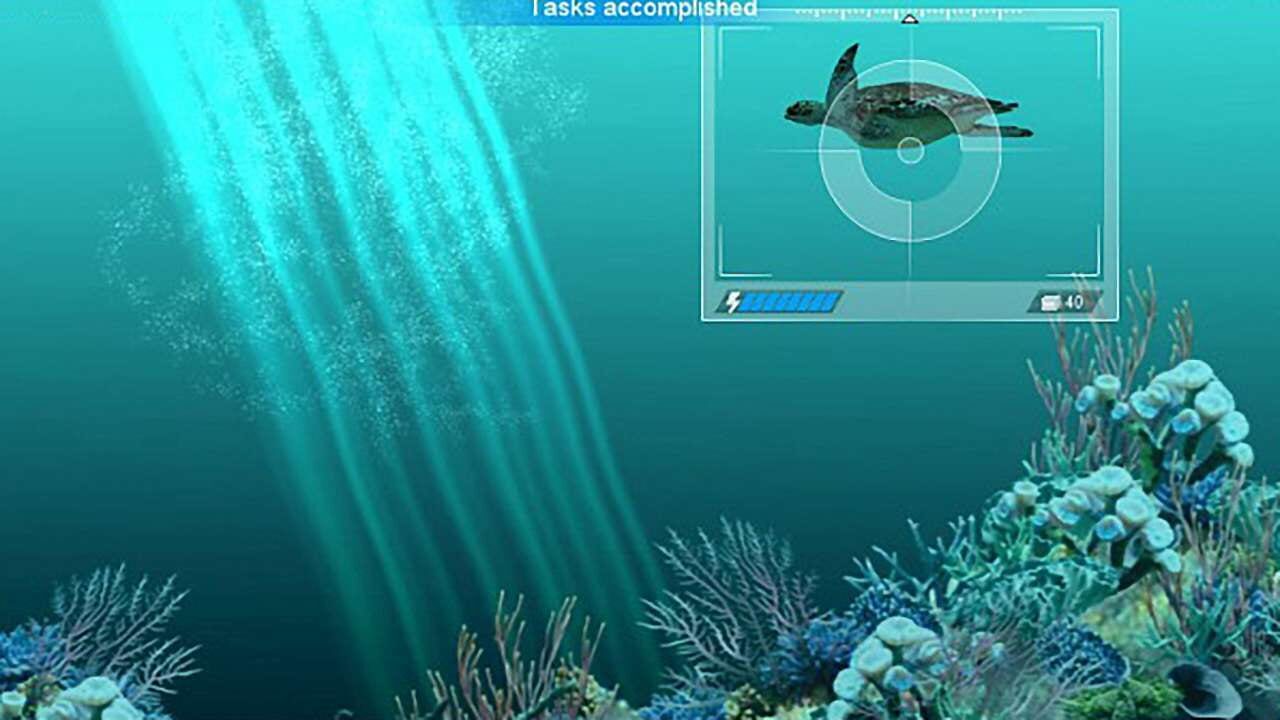 Caribbean Sea Fishes Image