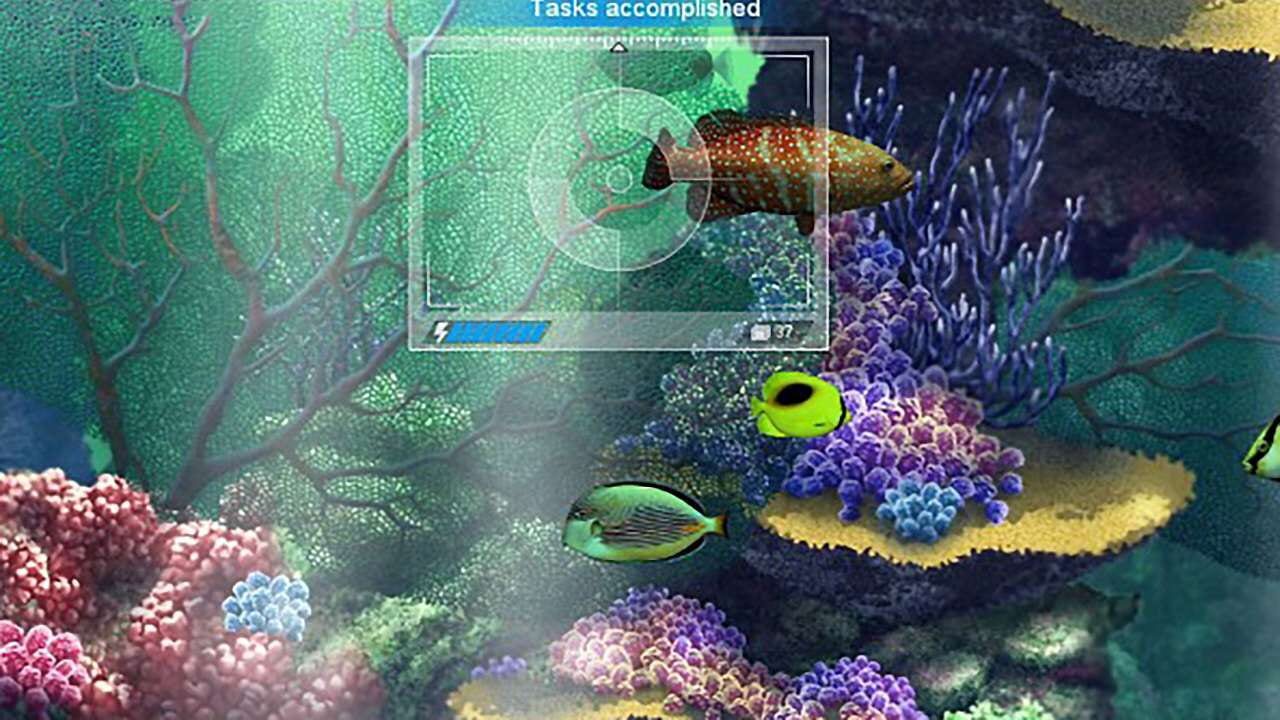 Caribbean Sea Fishes Image