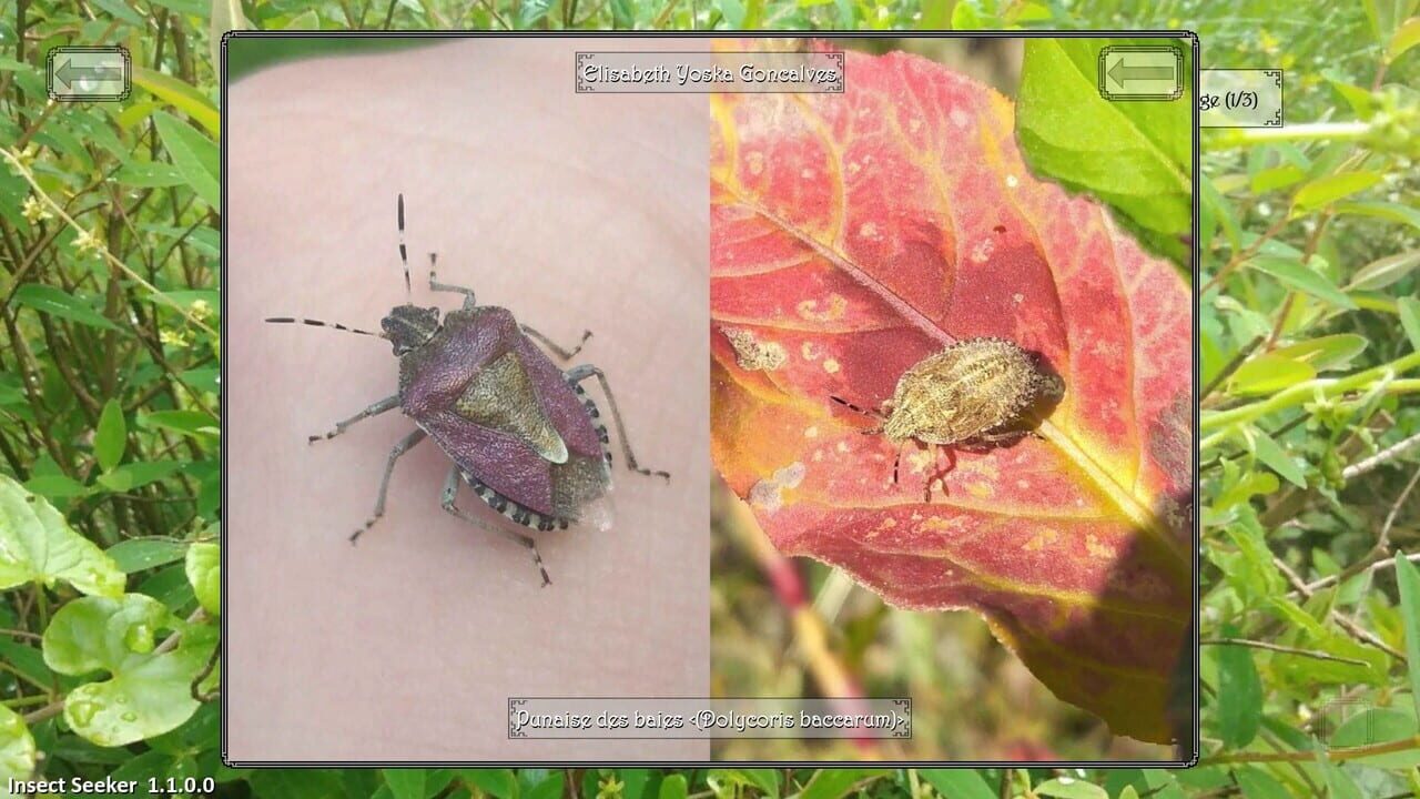 Insect Seeker — Screenshot 1