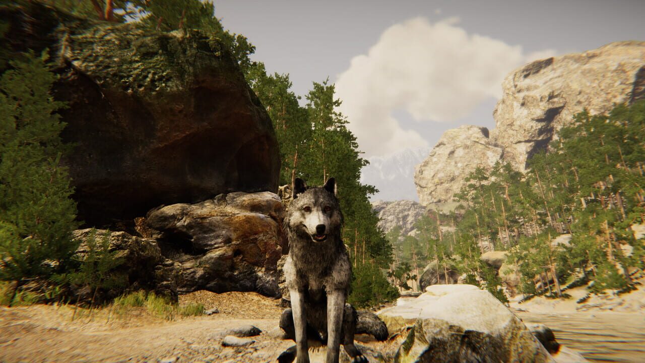 Animal Simulator Image