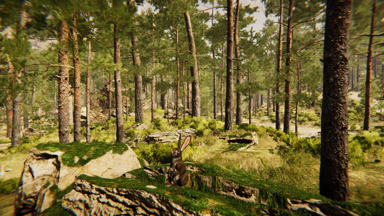Animal Simulator Image