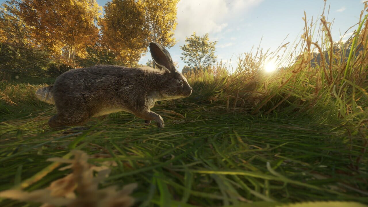 TheHunter: Call of the Wild - Free Species: European Rabbit Image