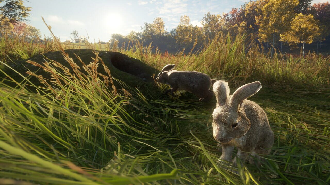 TheHunter: Call of the Wild - Free Species: European Rabbit Image