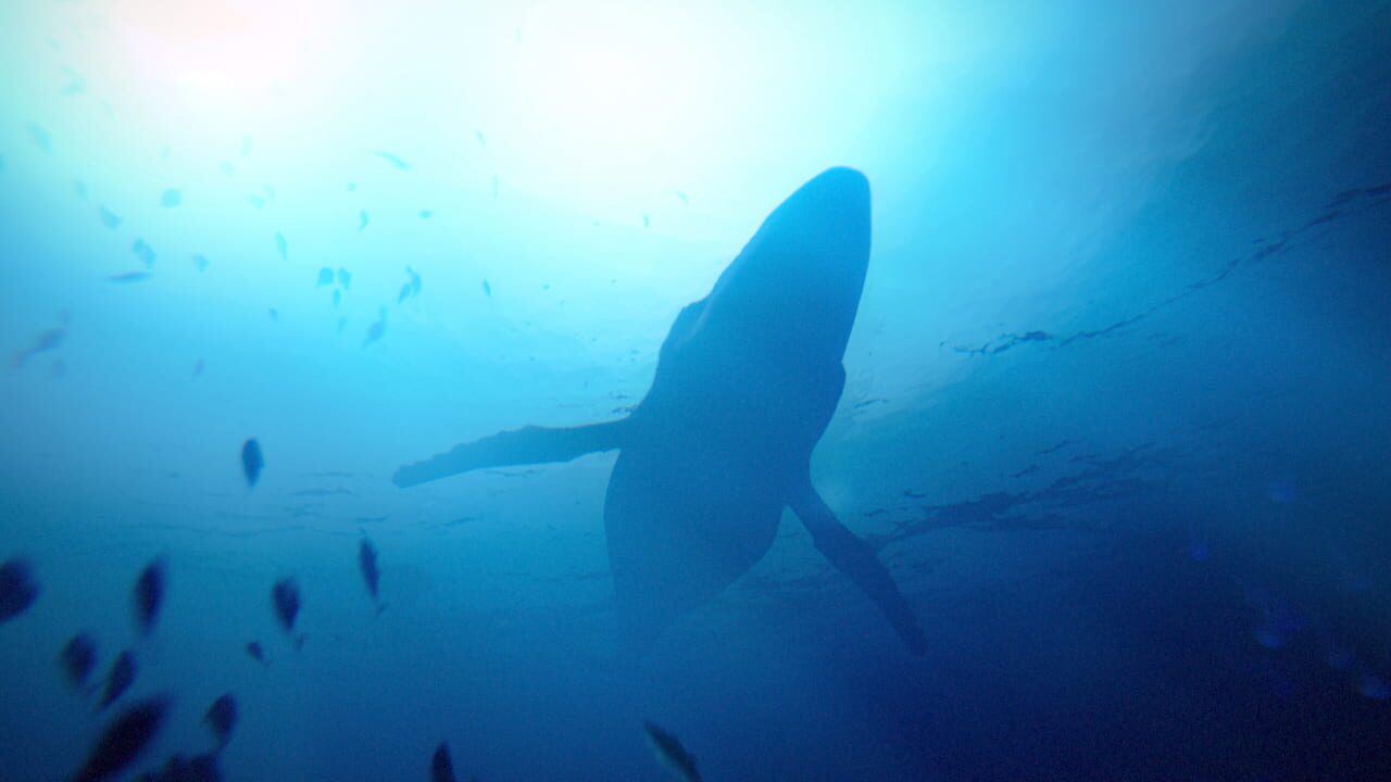 Under the Waves Image