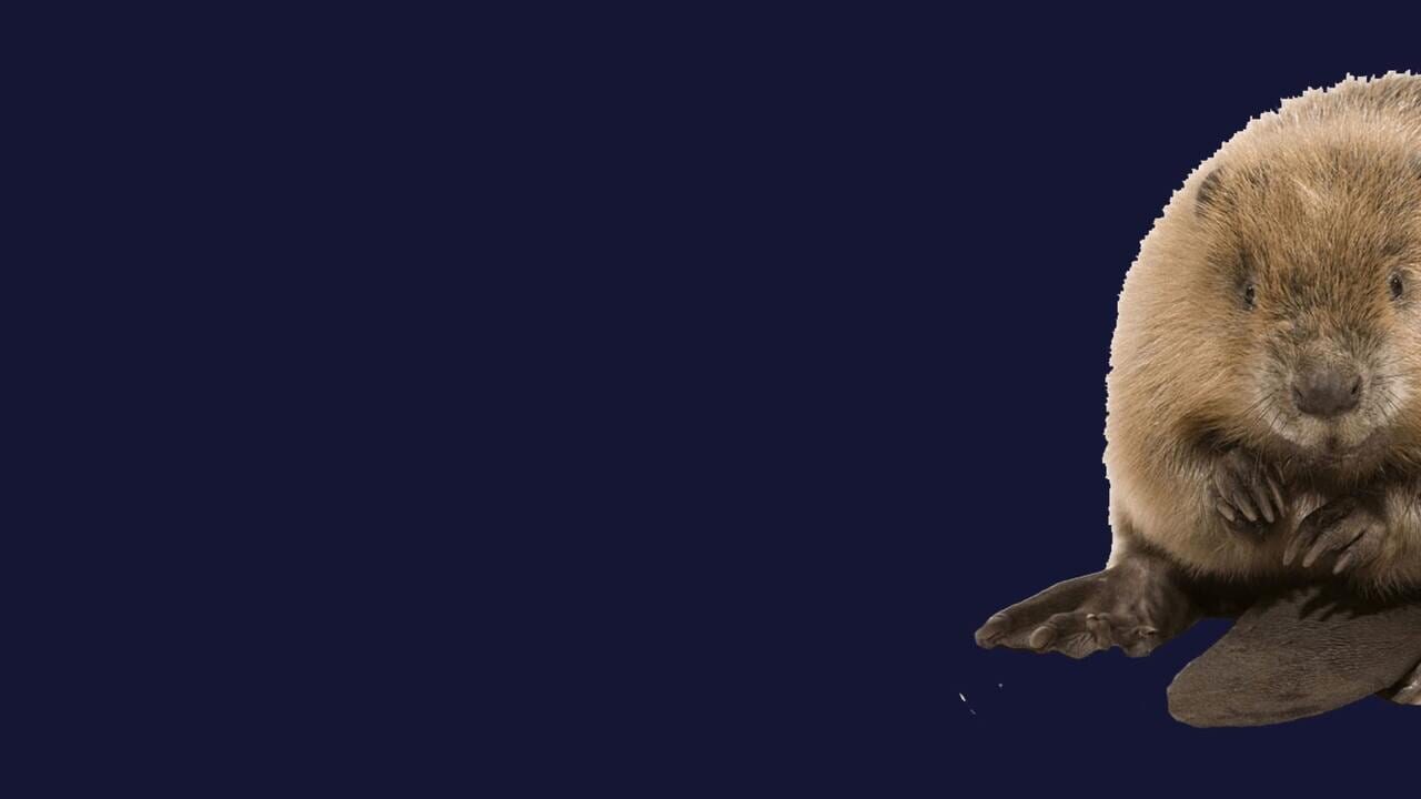 Stroke The Beaver — Screenshot 1