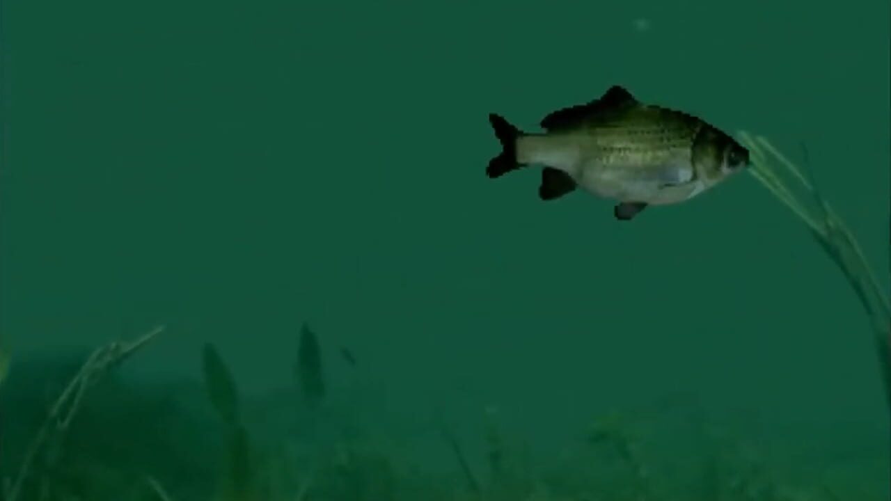Reel Fishing Image