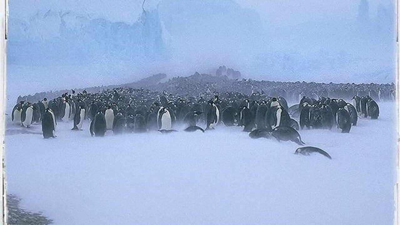 Attenborough's Antarctic: An Exploration of Life in the Freezer — Screenshot 5