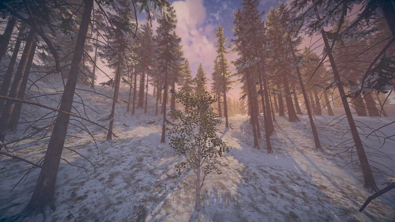 Birch Simulator Image