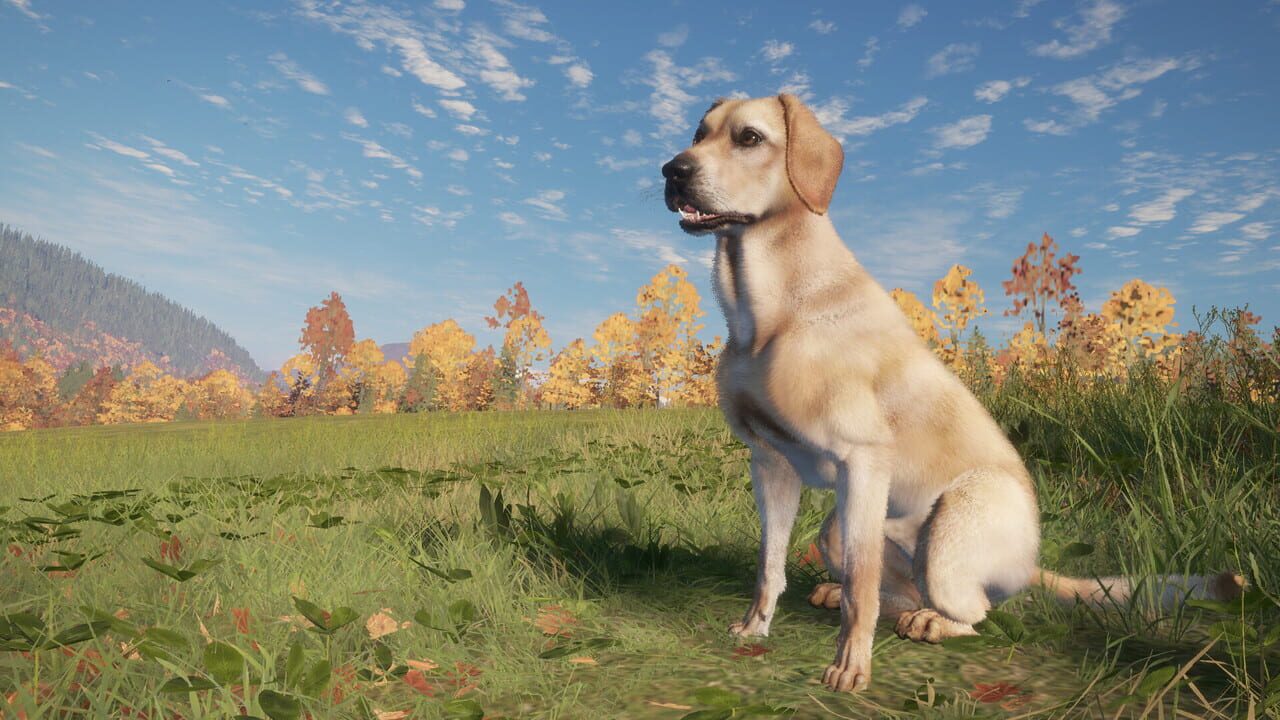 theHunter: Call of the Wild - Labrador Retriever