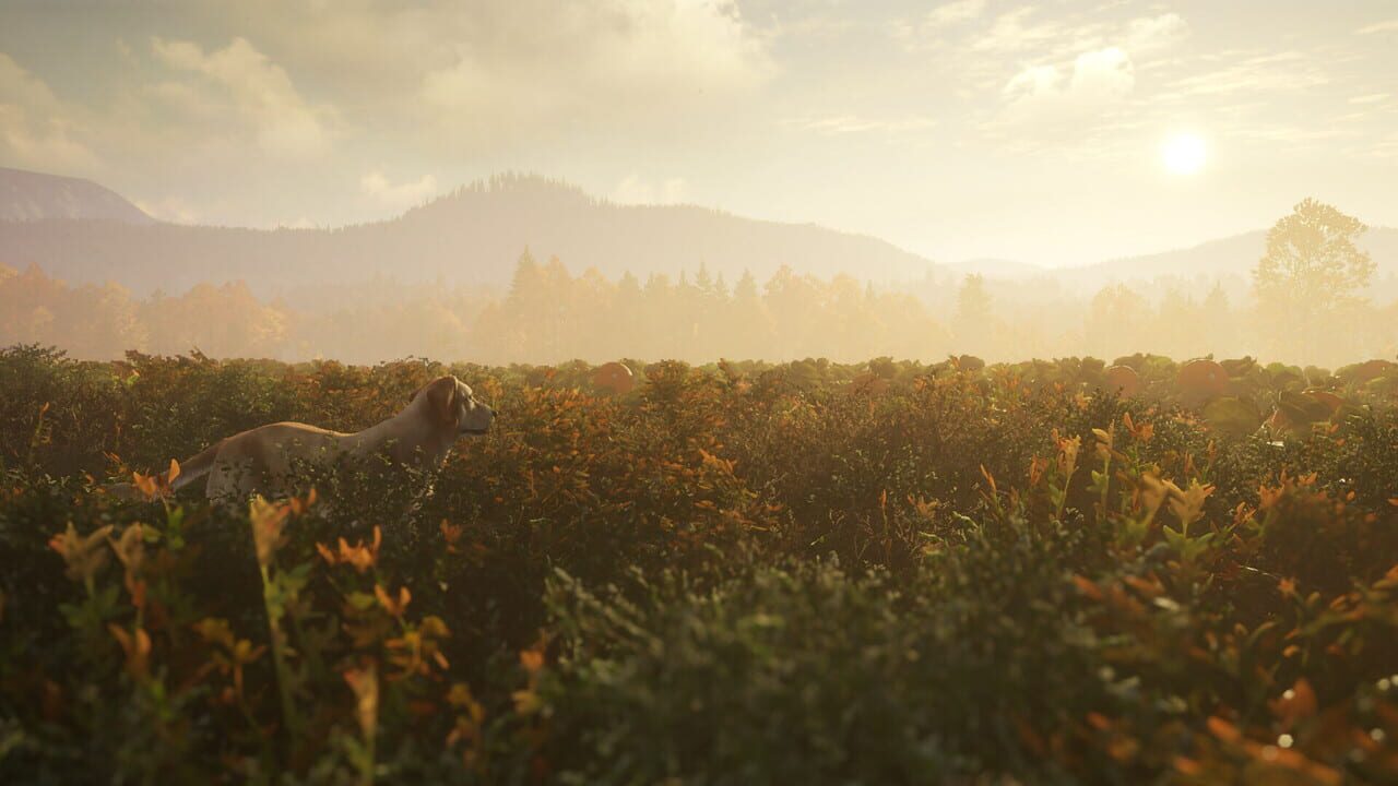 theHunter: Call of the Wild - Labrador Retriever