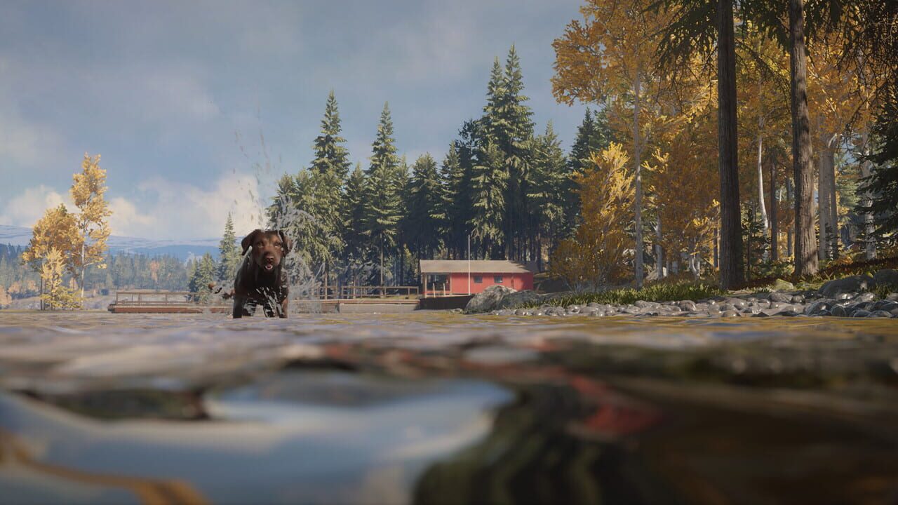 theHunter: Call of the Wild - Labrador Retriever