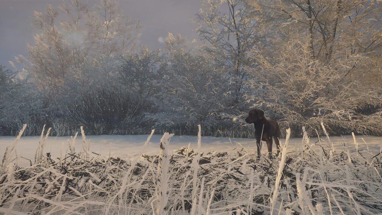 theHunter: Call of the Wild - Labrador Retriever
