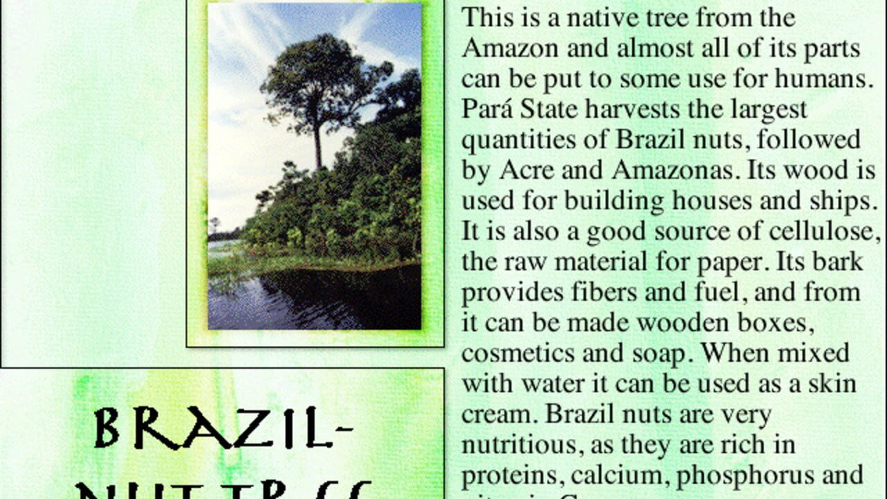 Lost in the Amazon — Screenshot 3