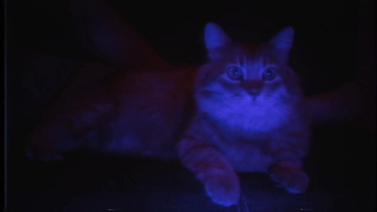 Puss! Image