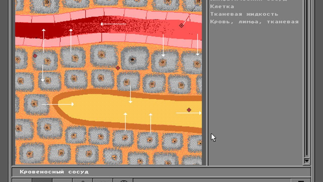 Body Quest — Screenshot 3