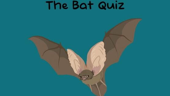 The Bat Quiz gameplay screenshot