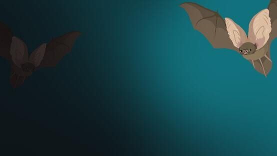 The Bat Quiz gameplay screenshot