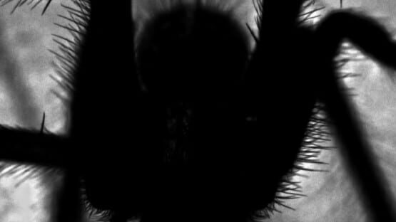 Web Crawlies backdrop