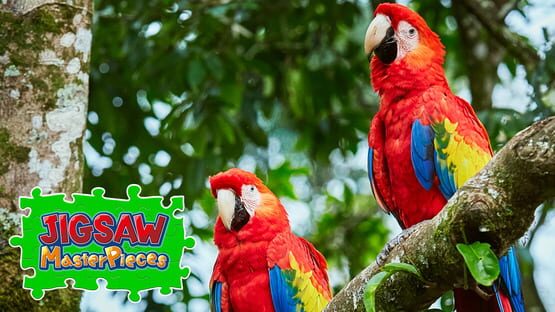 Jigsaw Masterpieces: Colorful Birds gameplay screenshot