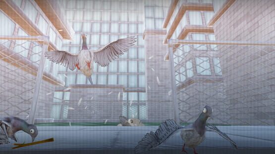 Pigeon Protocol backdrop