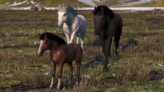 Horse Life: Find Horses in Open World, Survive in Wild Nature as a Foal or Pony official artwork 1