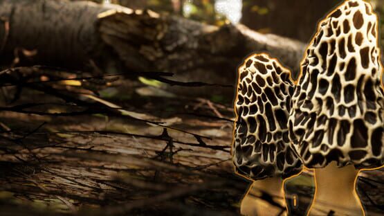 Morels: The Hunt 2 official artwork 1