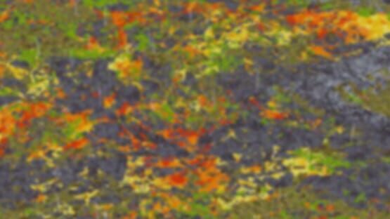 Zombie Woods official artwork 1
