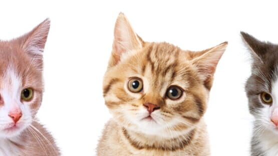 Cats Clicker gameplay screenshot