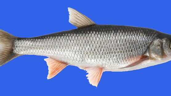 Fish gameplay screenshot