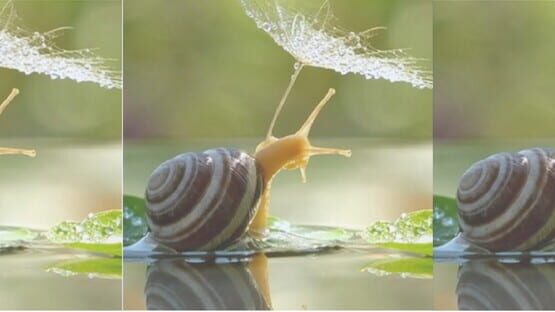HgmGame-Snail gameplay screenshot