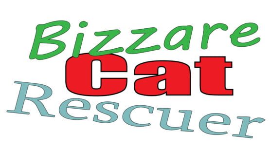 Bizzare Cat Rescuer official artwork 2