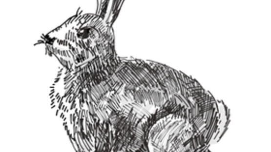 Rabbit, Coyote, Wolf, Grizzly gameplay screenshot