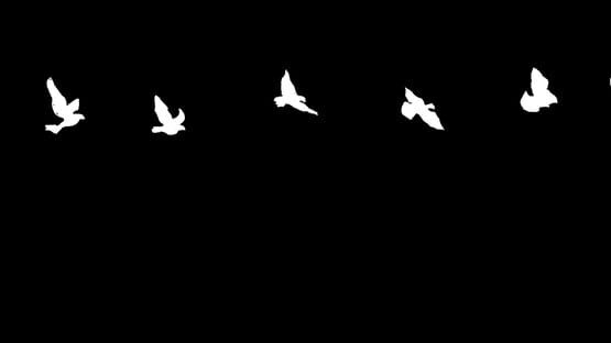 Bird official artwork 1