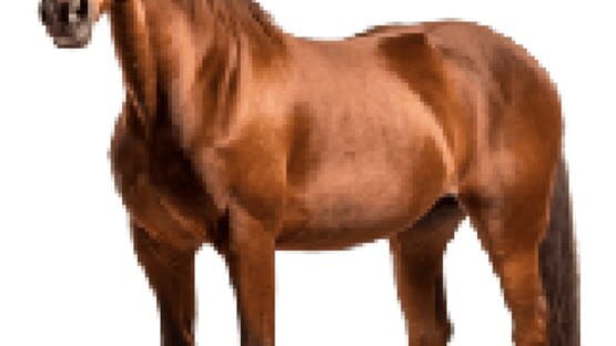 Horse Magnifier gameplay screenshot
