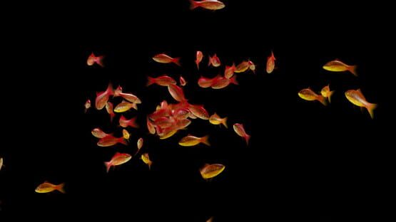 Goldfish Simulator gameplay screenshot