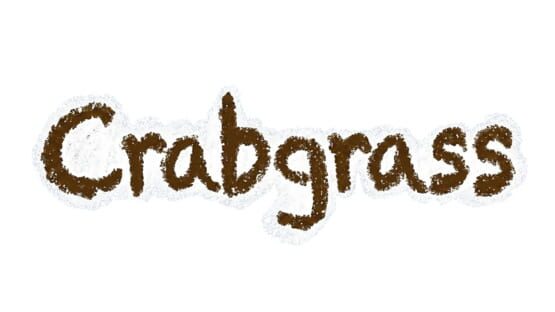 Crabgrass official artwork 2