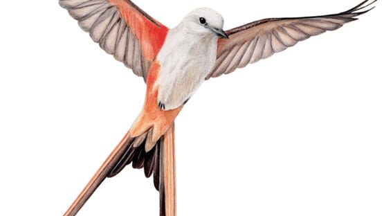 Wingspan — immagine 7