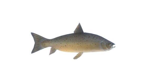 Salmon official artwork 2