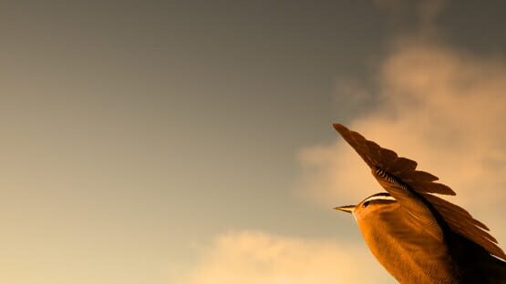 Pro Birder gameplay screenshot