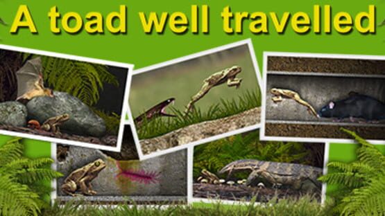 A toad well travelled backdrop