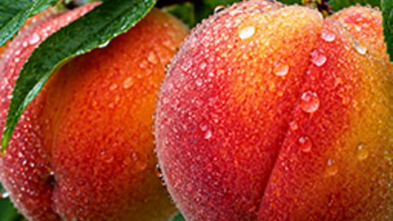Puzzles Fruit official artwork 2