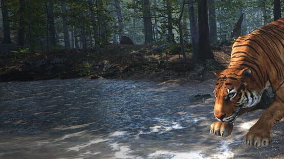 Big Cat Rescue VR gameplay screenshot