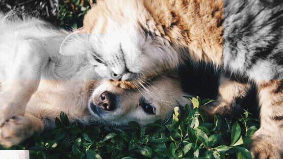 Good puzzle: Animals — 1